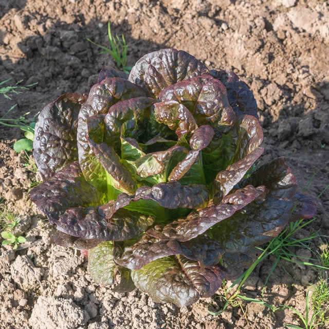 Salad Little Leprechaun - Seed