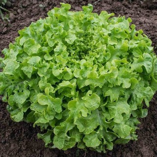 Eikenbladsla (Salad Bowl) - erfgoedzaad Eikenbladsla (Salad Bowl) - erfgoedzaad