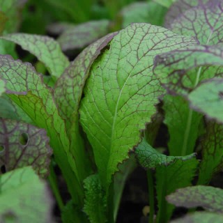 Mustard Greens Red Giant - Seed