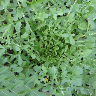 Rucola Esmee - Zaad Rucola Esmee - Zaad