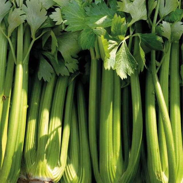 Celery Tall Utah - Seed