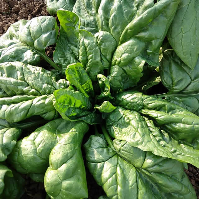 Spinach Matador - Seed