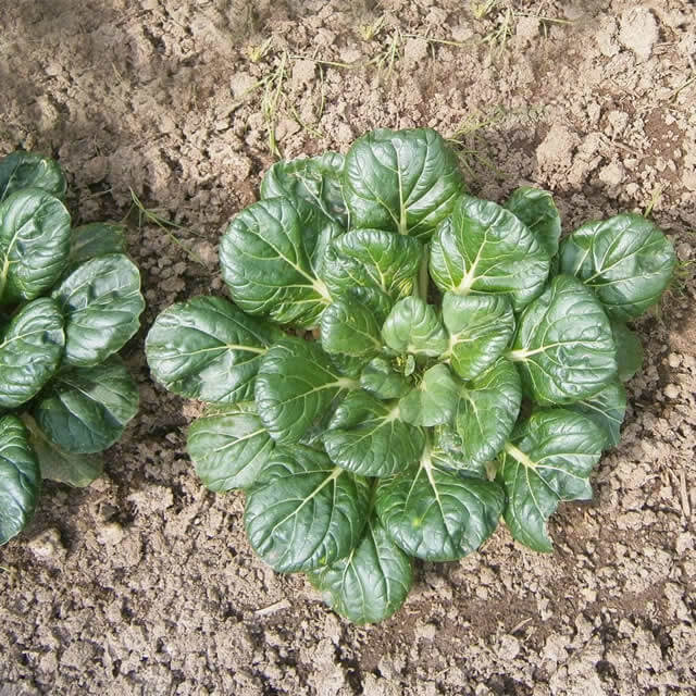 Tatsoi Mustard Green - Seed