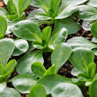 Veldsla (Valeriannela locusta) - Zaad Veldsla (Valeriannela locusta) - Zaad