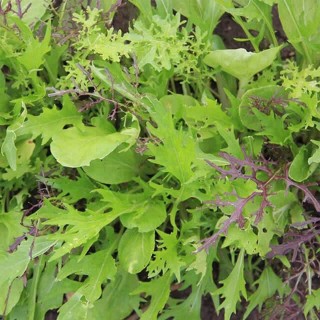 Aziatische salade mix - Zaad Aziatische salade mix - Zaad