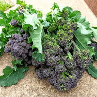 Broccoli Early Purple Sprouting - Erfgoedzaad