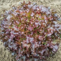 Eikenbladsla (red salad bowl) - Zaad Eikenbladsla (red salad bowl) - Zaad
