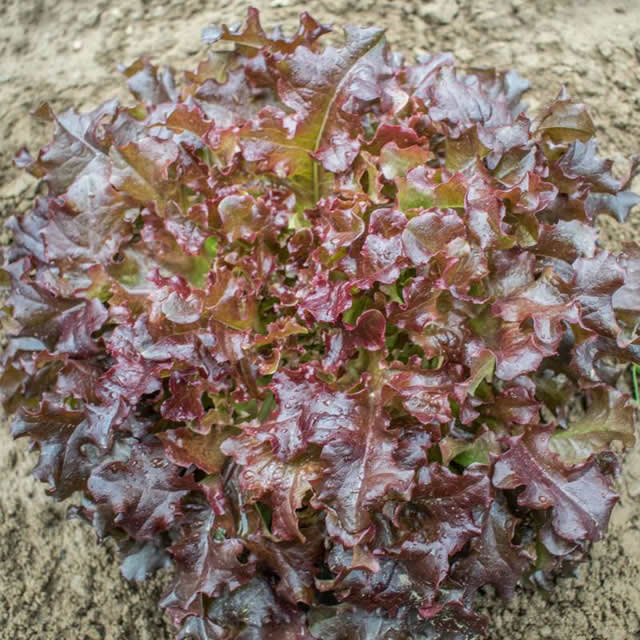 Oak leaf lettuce (red salad bowl) - Seed Oak leaf lettuce (red salad bowl) - Seed