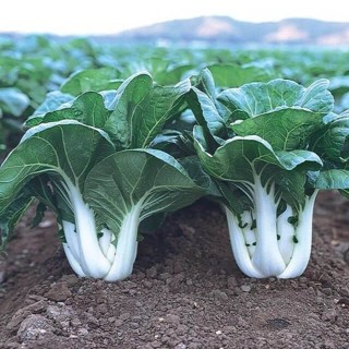 Paksoi - Seed Paksoi - Seed