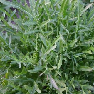 Rucola Selvatica (wilde rucola) - Zaad Rucola Selvatica (wilde rucola) - Zaad