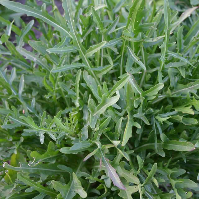 Rucola Selvatica (wilde rucola) - Zaad