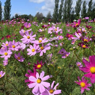 Cosmos (Cosmea) - Seed Cosmos (Cosmea) - Seed