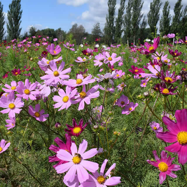 Cosmos (Cosmea) - Zaad