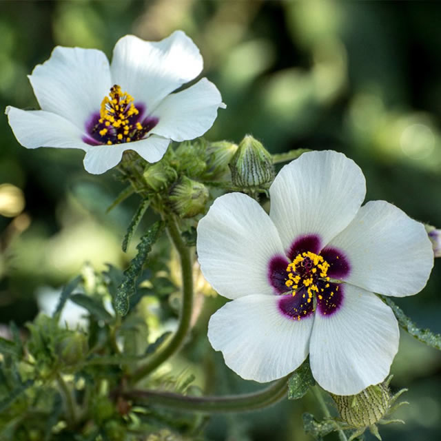 Flower of an Hour (Hibiscus) - Zaad