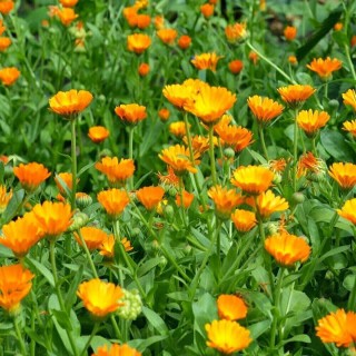 Marigold (Calendula) - Seed Marigold (Calendula) - Seed