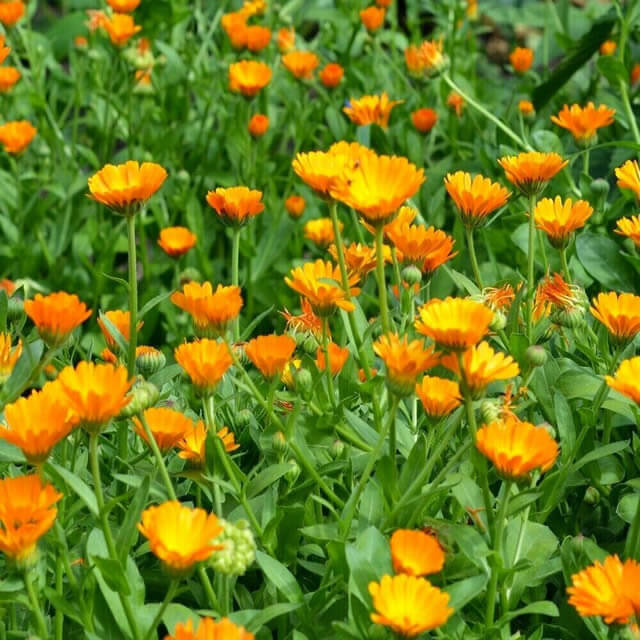 Goudsbloem (Calendula)