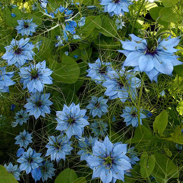 Love-in-a-mist (Nigella) - Seed