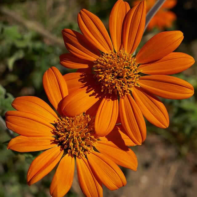 Mexican Sunflower - Seed