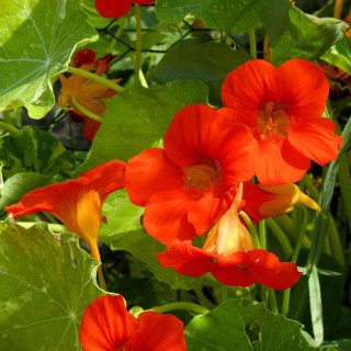 Nasturtium - Seed Nasturtium - Seed