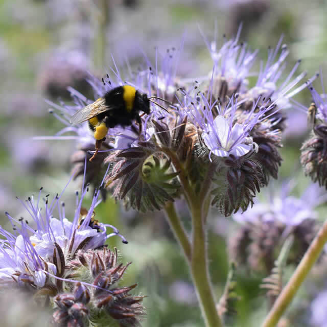 Phacelia (bijenvoer) - Zaad