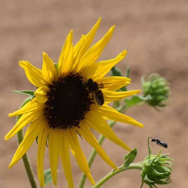 Wilde zonnebloem Helianthus - Zaad