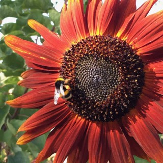 Sunflower Velvet Queen - Seed