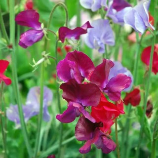 Lathyrus Odoratus zaden