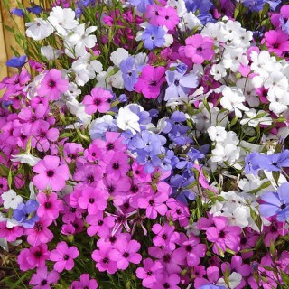 Silene acaulis - Seed Silene acaulis - Seed