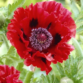 Rode Papaver mix