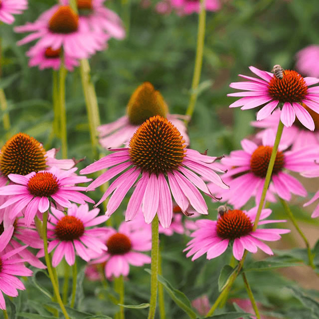 Rode Zonnehoed (Echinacea Purpurea) - Zaad