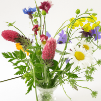 Veldbloemen en kruidenmix