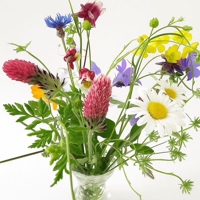 Veldbloemen en kruidenmix