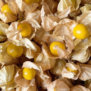 Physalis (goudbes) - Zaad