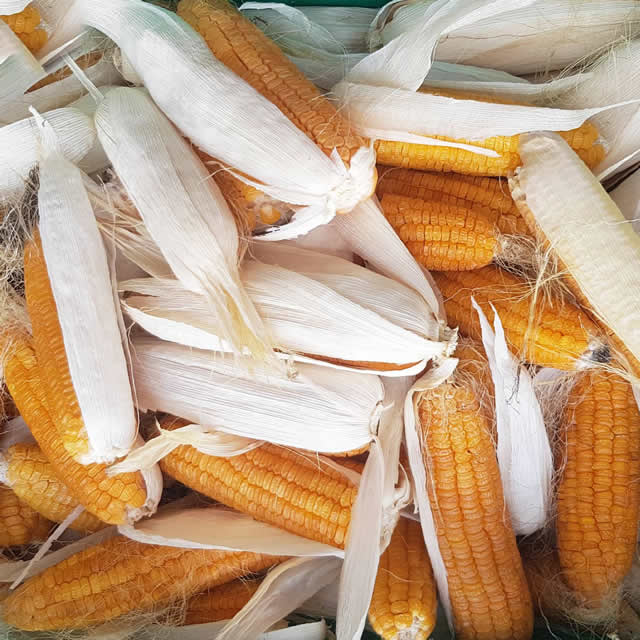 Sweet corn Golden Bantam - Seed