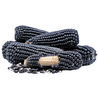 Mais Nero (Zea Mays) - Zaad Mais Nero (Zea Mays) - Zaad