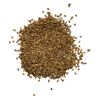 Alfalfa sprouting seed