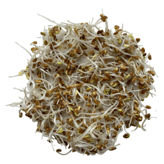 Alfalfa sprouting seed