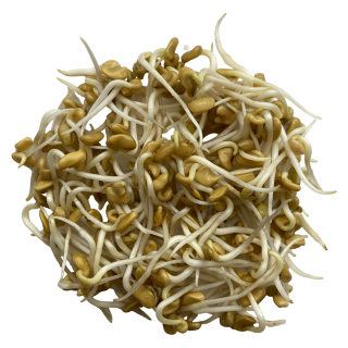 Fenugreek sprouts