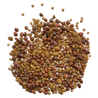 Spicy mix sprout seeds