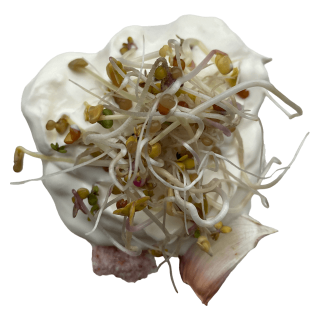 Spicy mix sprout seeds