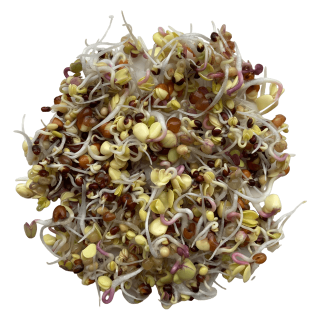 Spicy mix sprout