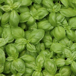 Basilicum Genovese - erfgoedzaad