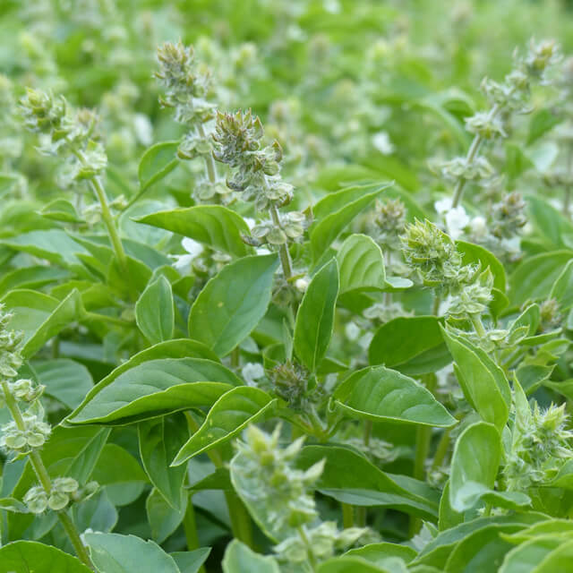 Basil Lemon / Lemon Flavor - Seed