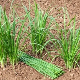 Garlic Chives (Chinese) - Seed