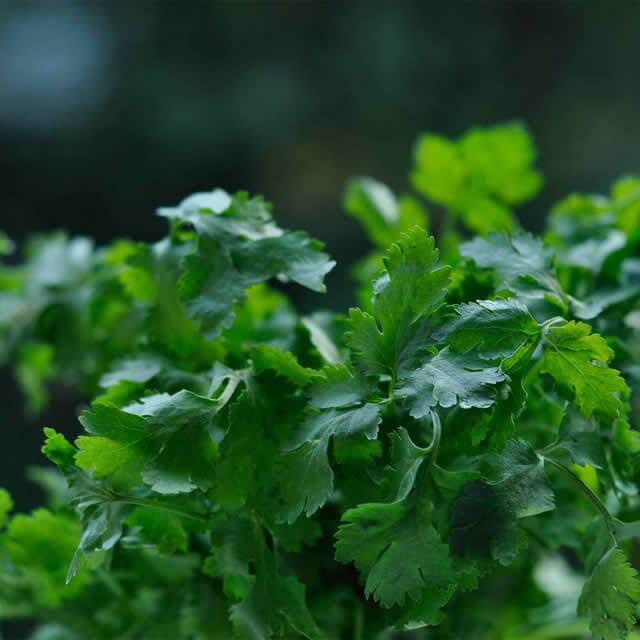 Coriander - Seed