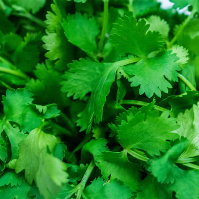 Parsley Gigante de Itália - Seed