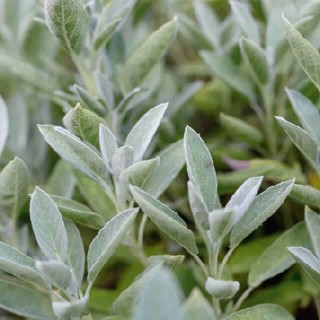 Salie - Zaad (Salvia Officinalis)
