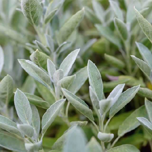 Sage - Seed