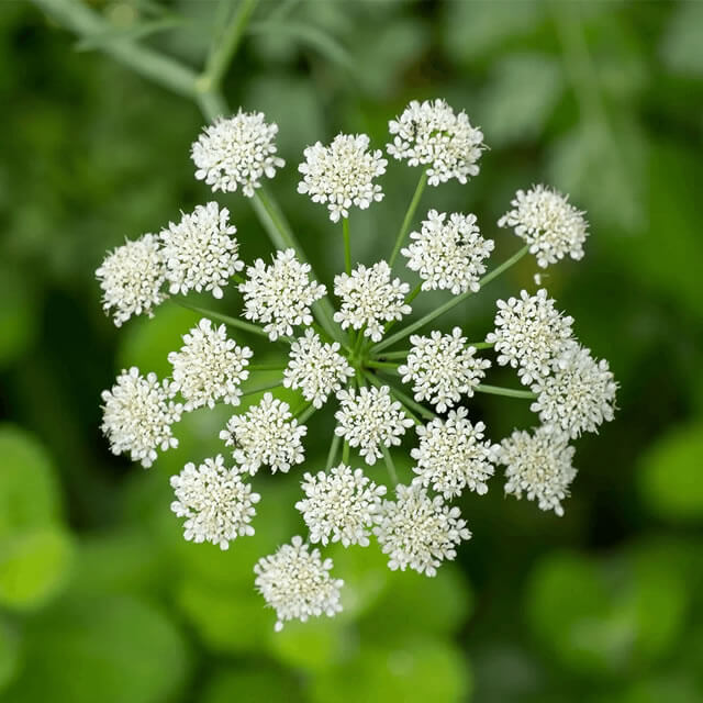 Anise Pimpinella - Seed