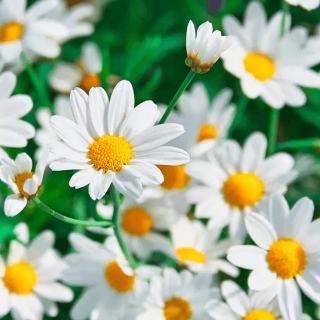 Echte Kamille - Zaad